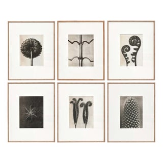 Karl Blossfeldt, Black & White Flowers, Photogravure, Set of 6 For Sale