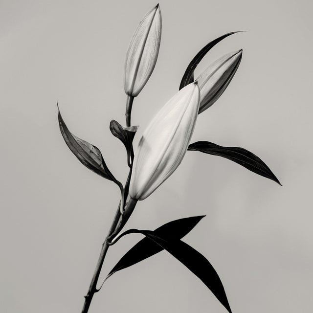 Not Yet Made - Made To Order Guy Sargent, The Lily, Archival Pigment Print For Sale - Image 5 of 6