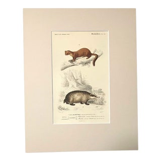 Original Antique D'Orbigny Hand-Colored Engraving, Badger & Marten, in 11x14 Mat For Sale