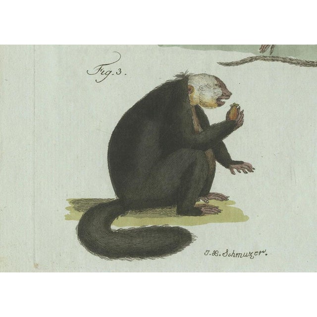 Bertuch, Five Monkeys and Tamarins, 1802, Engraving For Sale - Image 6 of 9