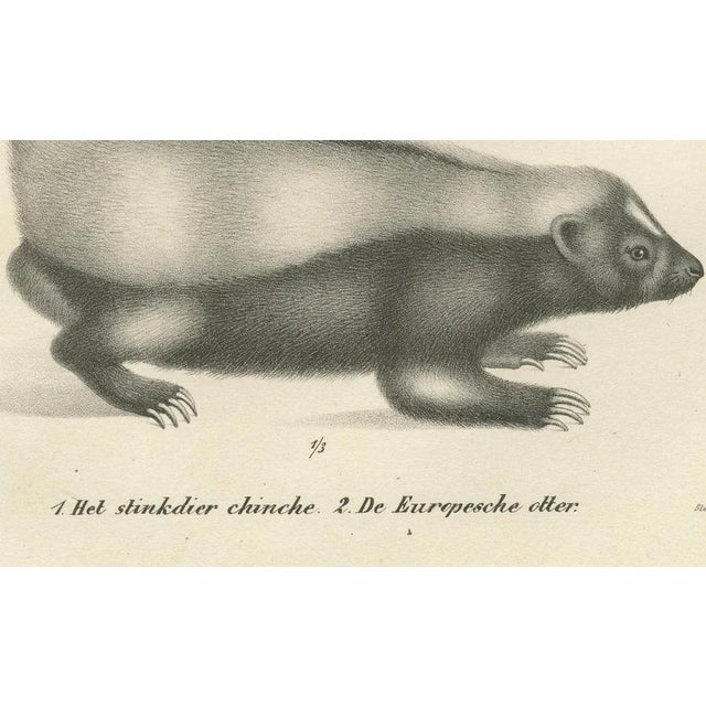 19th-century lithograph of a skunk and european otter in exquisite detail this beautifully executed 19th-century...