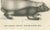 19th-century lithograph of a skunk and european otter in exquisite detail this beautifully executed 19th-century...