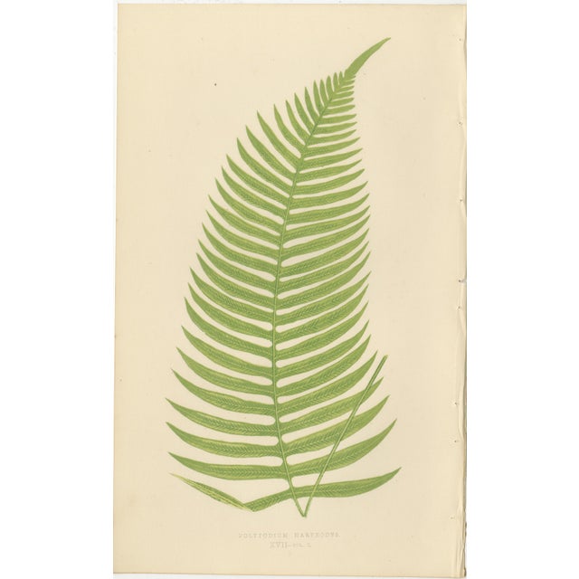 Paper E.J. Lowe, Tropical Fern Lithograph Collection, 1856, Paper, Set of 6 For Sale - Image 7 of 10