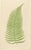 Paper E.J. Lowe, Tropical Fern Lithograph Collection, 1856, Paper, Set of 6 For Sale - Image 7 of 10