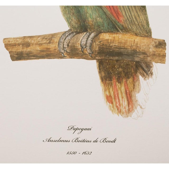 2010s After 1590s Parrot by Anselmus Boetius De Boodt, XL Print For Sale - Image 5 of 7