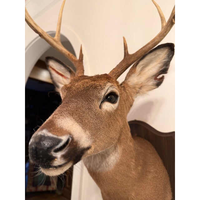 Brown 1990s White-Tailed Deer Taxidermy Mount on Wood Plaque - 7 Point For Sale - Image 8 of 12