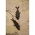15th Century & Earlier 50 Million Year Old Fossil Fish Mural For Sale - Image 5 of 5