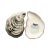 Contemporary Seaside Oyster Plates, Small, Set of 4 For Sale - Image 3 of 4