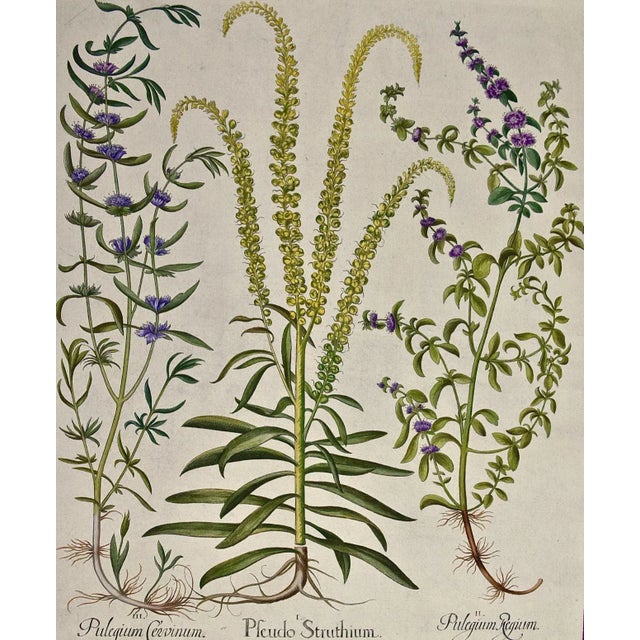 This is a hand-colored copper plate engraving entitled "Pulegium Cervinum, Pseudo Pulegium Struthium, Pulegium Regium",...