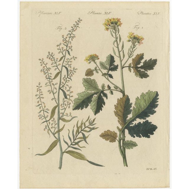 Bertuch, Yellow Crucifer and Slender Flowering Herb, 1805, Print For Sale - Image 3 of 12