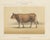 Olivier De Penne, Algerian Cow, North African Cattle, 1863, Chromolithograph For Sale - Image 9 of 9