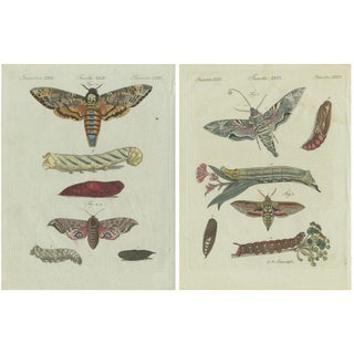 Butterfly Prints, 1780, Paper, Set of 2 For Sale