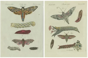 Butterfly Prints, 1780, Paper, Set of 2