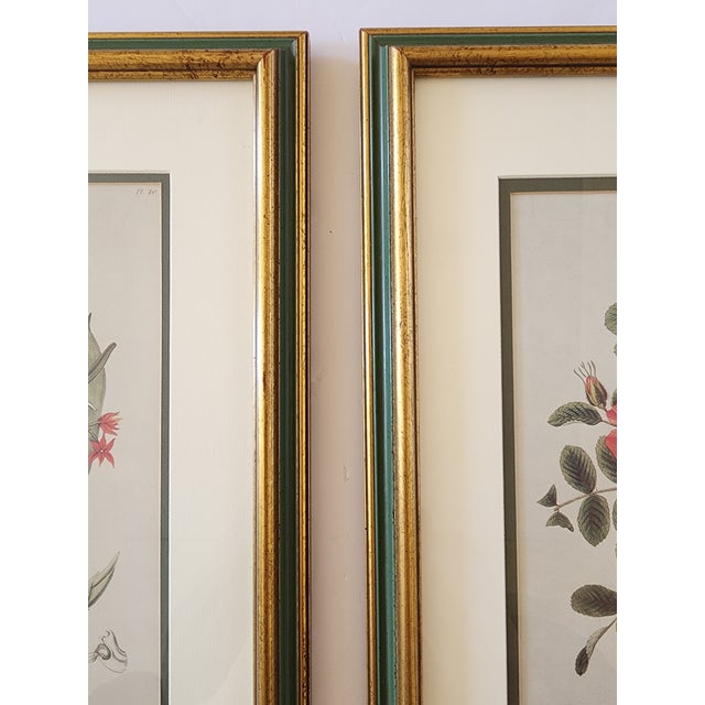 Red Vintage Botanical Prints-a Pair For Sale - Image 8 of 12