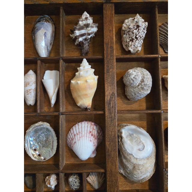 Wood Antique Hamilton Letterpress Printer Tray Drawer With Natural Specimen Shells For Sale - Image 7 of 18