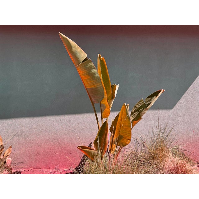 Stay Gold by Stuart Möller Archival Pigment Print signed and numbered by the artist. Born in Kabul, part German and Anglo-...