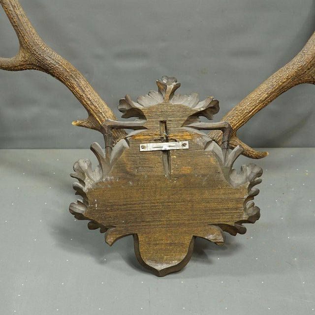 Brown Big Black Forest 12 Pointer Red Deer Trophy on Carved Plaque - Germany 1930 For Sale - Image 8 of 8