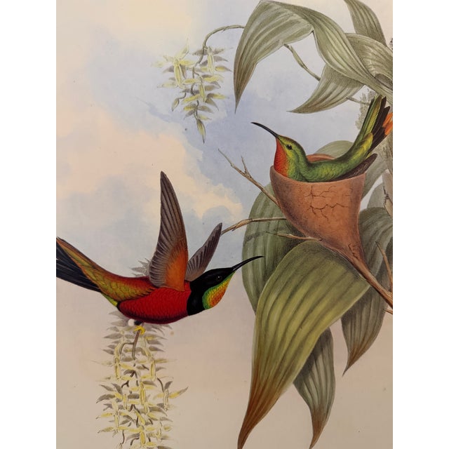 Traditional 1990s Framed Print, Fiery Topaz Hummingbird or Topaza Pyra (Plate 67- Hill House Edition) Reproduction Print After John Gould For Sale - Image 3 of 10