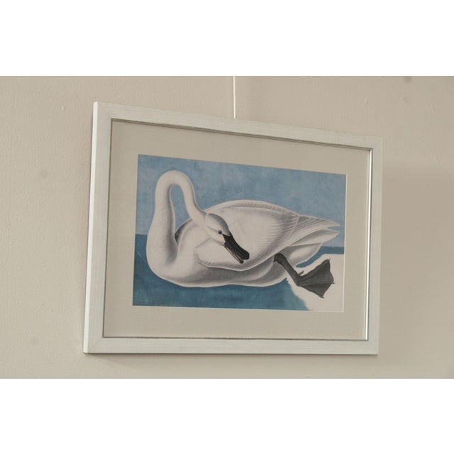 Realism John James Audubon Ornithological Print, 'Trumpeter Swan' For Sale - Image 3 of 12