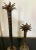 Marvelous Maitland-Smith Bronze Candle Holders in the form of Palm Trees, Pair in different sizes. Small Palm Tree is 13" H.