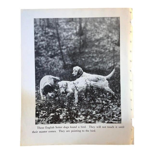 1933 Dog Book Illustration English Setter Print For Sale
