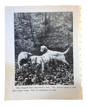 1933 Dog Book Illustration English Setter Print