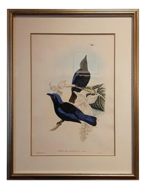 Gould, The Black-Mantled Fairy Bluebird, 1870, Print, Framed