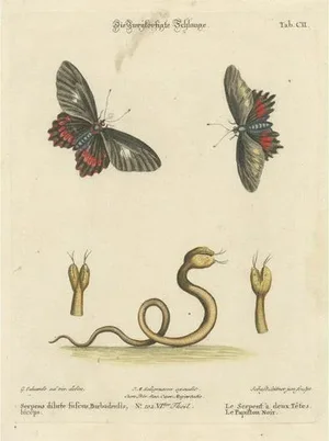 The Two-Headed Serpent and the Black Butterfly, 1749, Paper