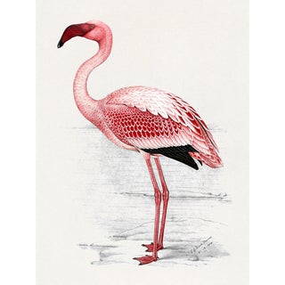 Lesser Flamingo by C. G. Finch-Davies, Vintage Reproduction Bird Art Print, 18″ × 24″ For Sale