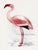 Lesser Flamingo by C. G. Finch-Davies, Vintage Reproduction Bird Art Print, 18″ × 24″ For Sale
