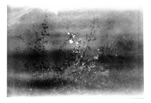 Serena Zeppilli, Expired_08_2020, Original Photograph, 2020