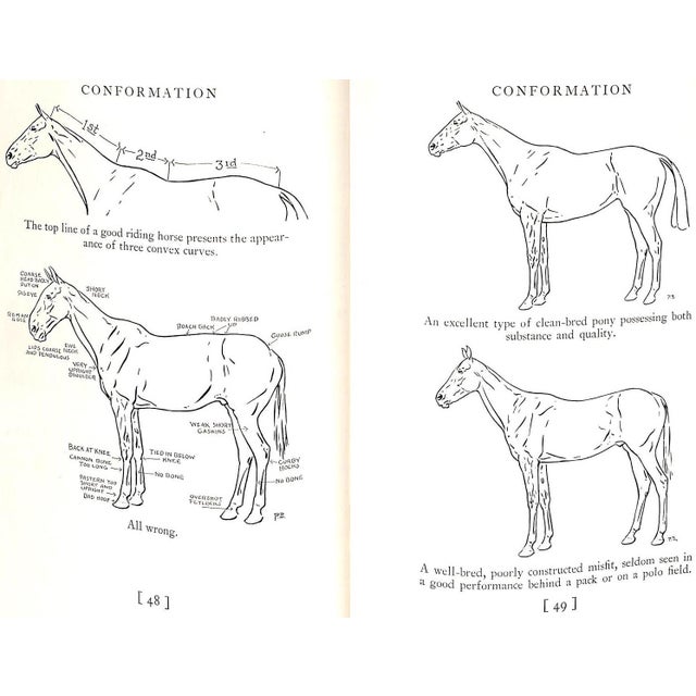 1930s "Selection and Training of the Polo Pony" 1934 Cullum, Grove For Sale - Image 5 of 12