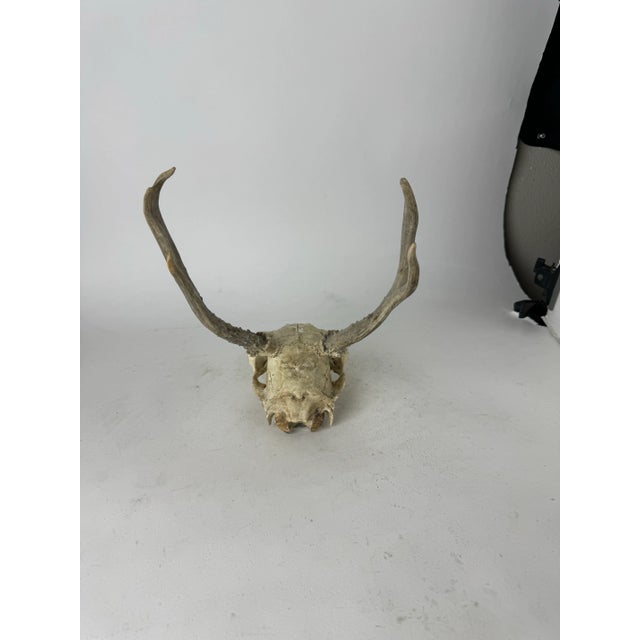 Bone Vintage Deer Skull With Antlers For Sale - Image 7 of 9