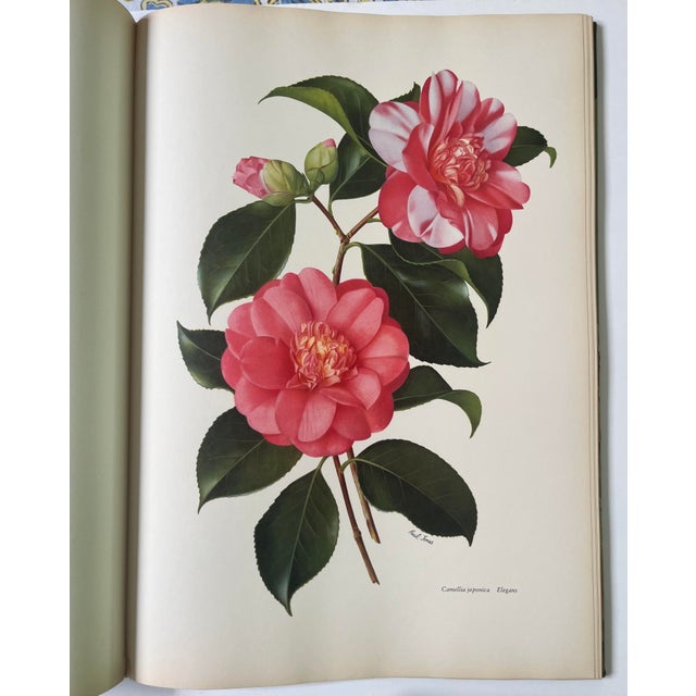 The Camellia With 3 Reproductions by Raymond Boothe and 17 ...