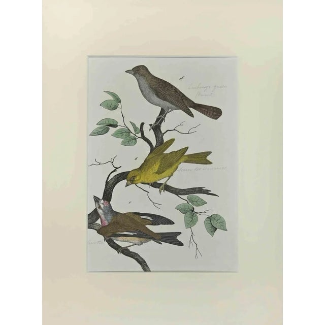 Johann Friedrich Naumann, Wild Canary, Etching, 1840 For Sale