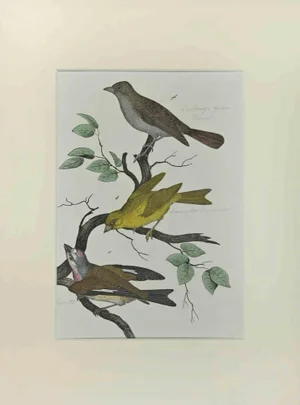 Johann Friedrich Naumann, Wild Canary, Etching, 1840