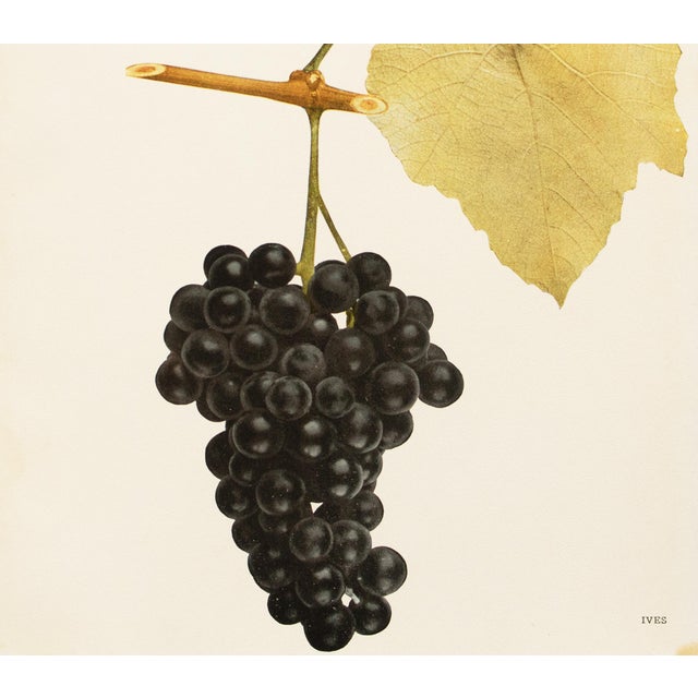 1900s U. P. Hedrick, Original Antique Photogravure of Ives Grapes For Sale - Image 4 of 6