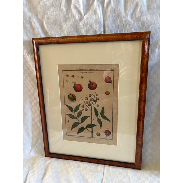 A Pair of French 19th C Botanical hand colored engravings. The colors are vibrant and the depictions wonderfully detailed....