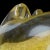 Glass Murano Seguso Signed Vintage Clear Gold Flecks Italian Art Glass Puppy Dog Figurine Sculpture For Sale - Image 7 of 8