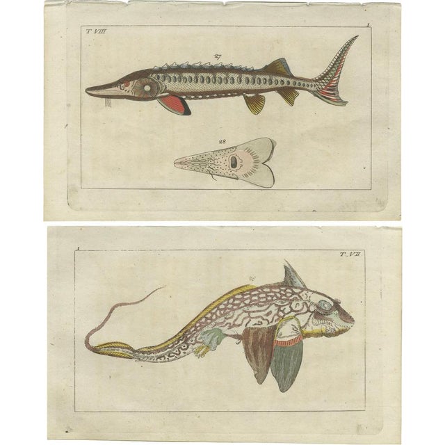 Ratfish and Sea Sturgeon, 1832, Paper, Set of 2 For Sale - Image 6 of 6