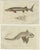Ratfish and Sea Sturgeon, 1832, Paper, Set of 2 For Sale - Image 6 of 6