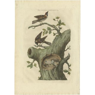 Sepp & Nozeman, Eurasian Tree Sparrow, 1770, Paper For Sale