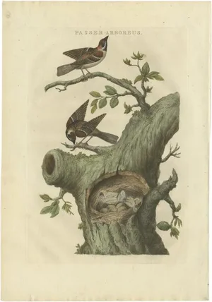 Sepp & Nozeman, Eurasian Tree Sparrow, 1770, Paper