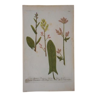 Johann Weinmann Botanical Mezzotint C.1740-Folio Size For Sale