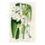 1877, Trumpet Lily Botanical Print From Flore Des Serres, Belgium, Antique Lithograph Print For Sale