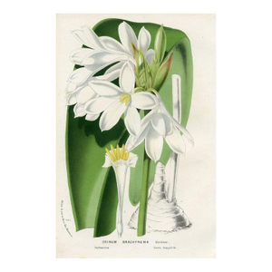 1877, Trumpet Lily Botanical Print From Flore Des Serres, Belgium, Antique Lithograph Print
