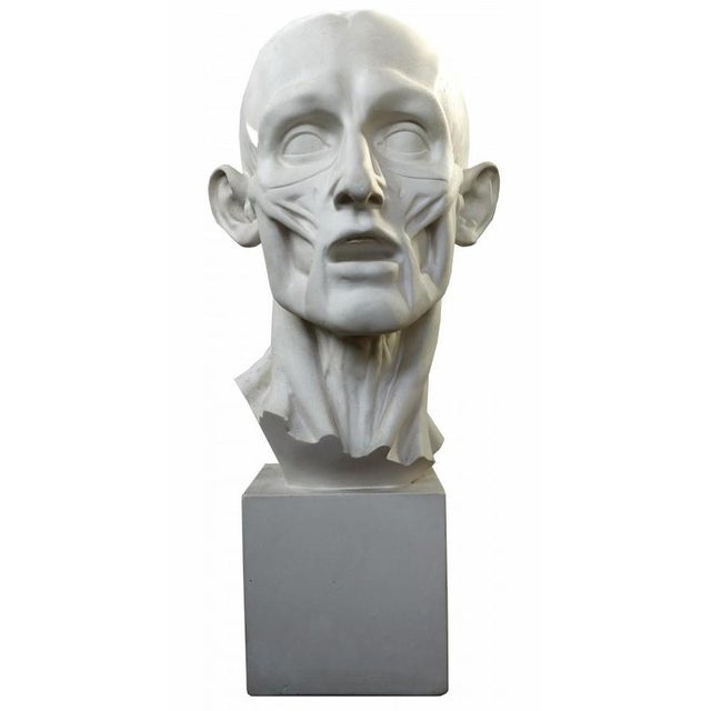 Flayed man by jean-antoine houdon - plaster cast 29th century this is a real size reproduction in plaster of the head of...