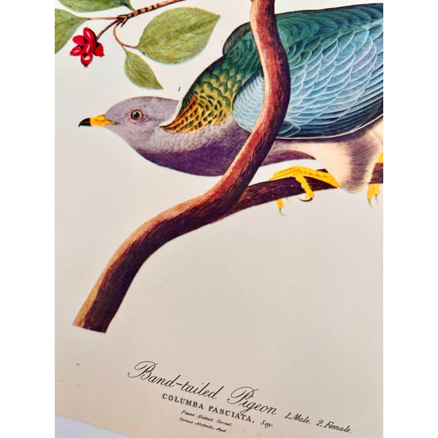 American 1964 Audubon Folio Lithograph Great Bird Paintings – “Band Tailed Pigeon” 17x14 For Sale - Image 3 of 10