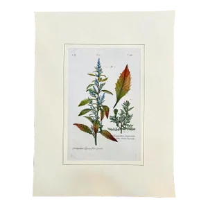 Original Mattioli Pietro Andrea Woodcut