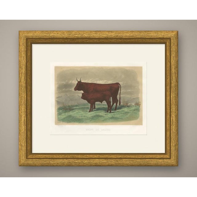 This antique cattle print portrays a dark red Salers cow with her calf after Rosa Bonheur, engraved by A. Riffaut and...